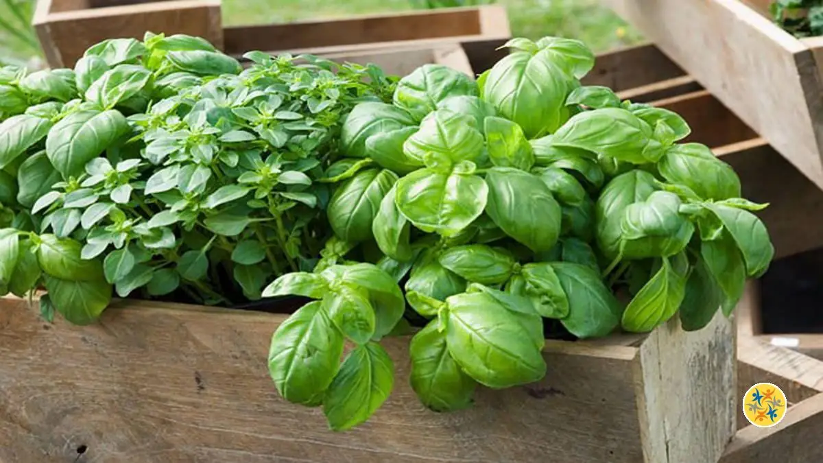 Le basilic est un répulsif naturel contre les mouches et les moustiques