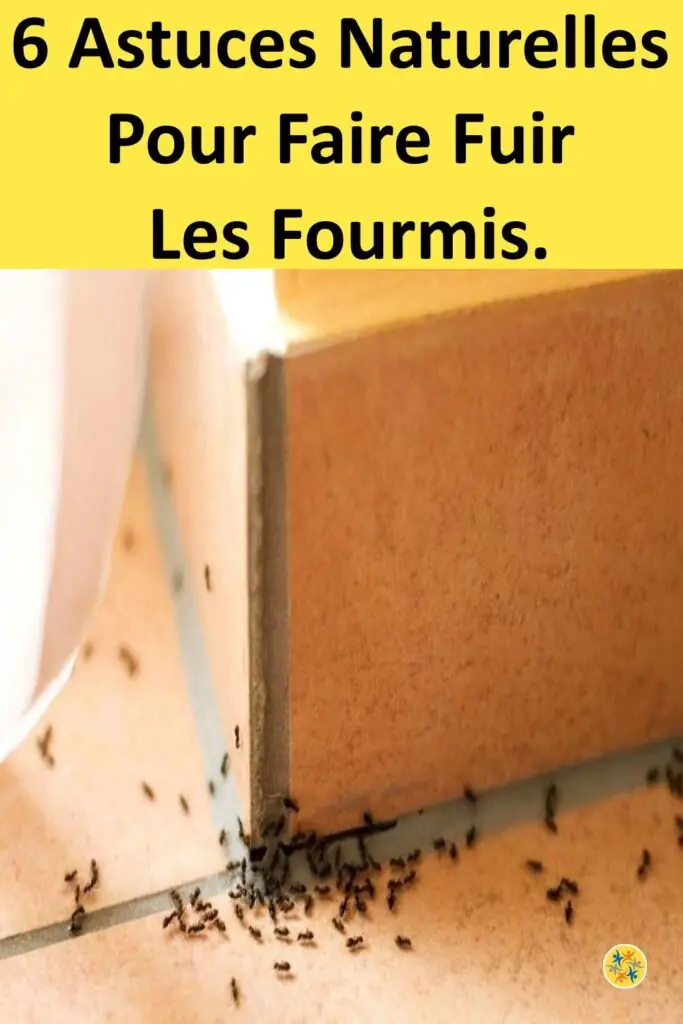6 Astuces Naturelles Pour Faire Fuir Les Fourmis