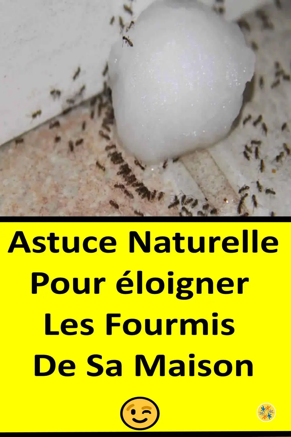 Astuce naturelle pour se débarrasser des fourmis 