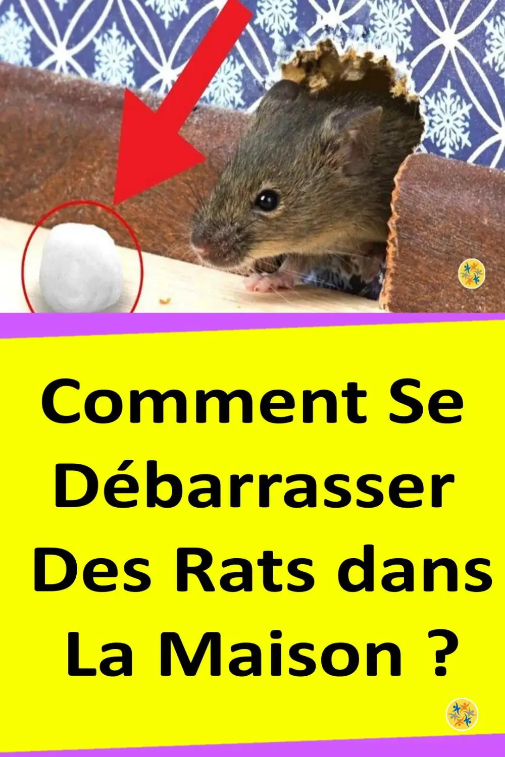 Comment se débarrasser des rats dans la maison? 
