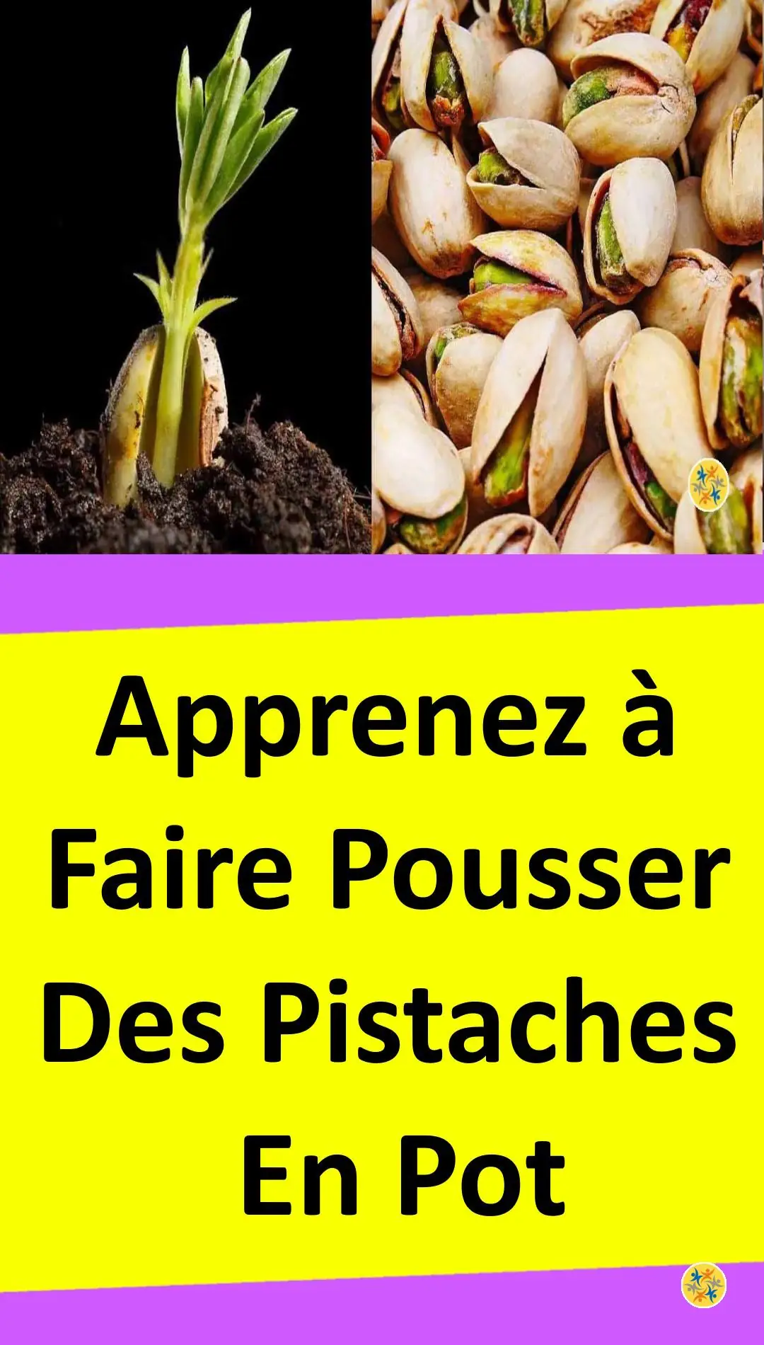 Astuce pour faire germer et cultiver des pistaches 