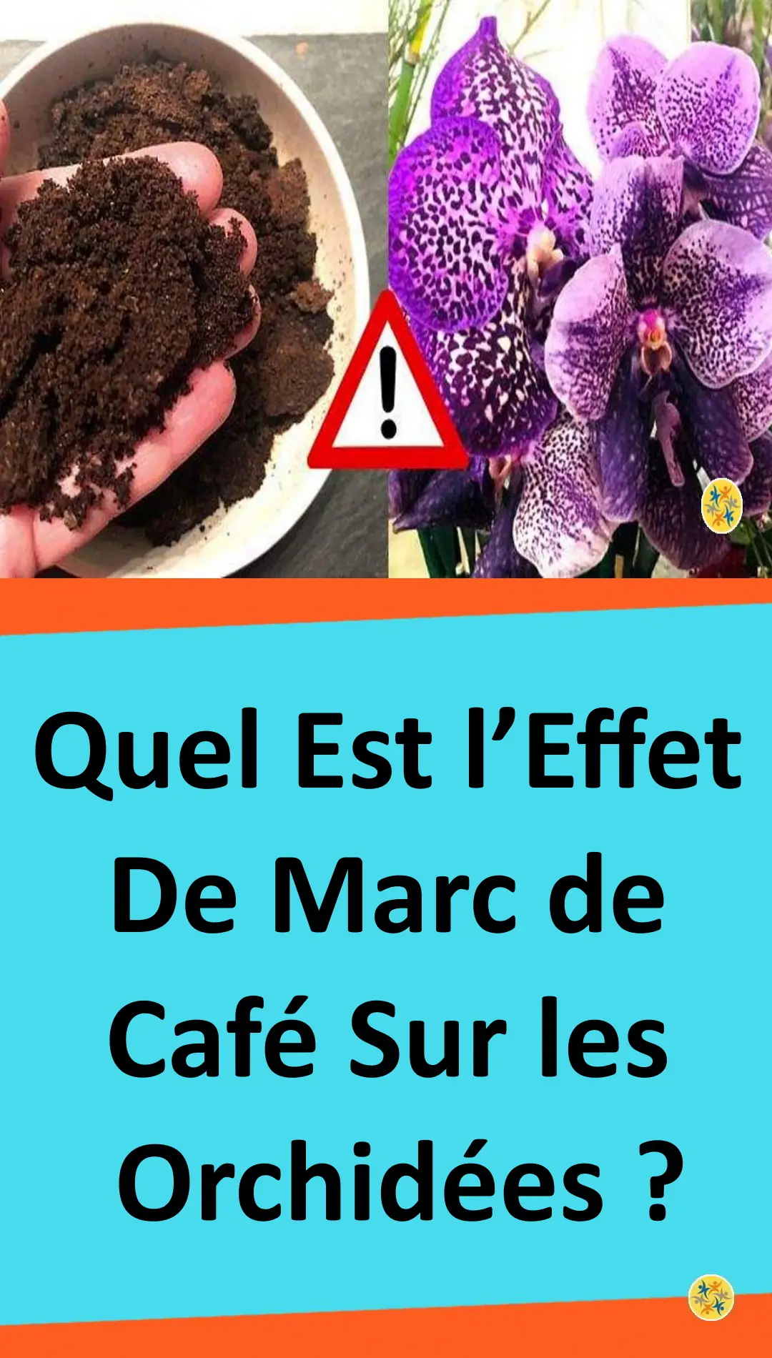 Effet de marc de café sur les orchidées 