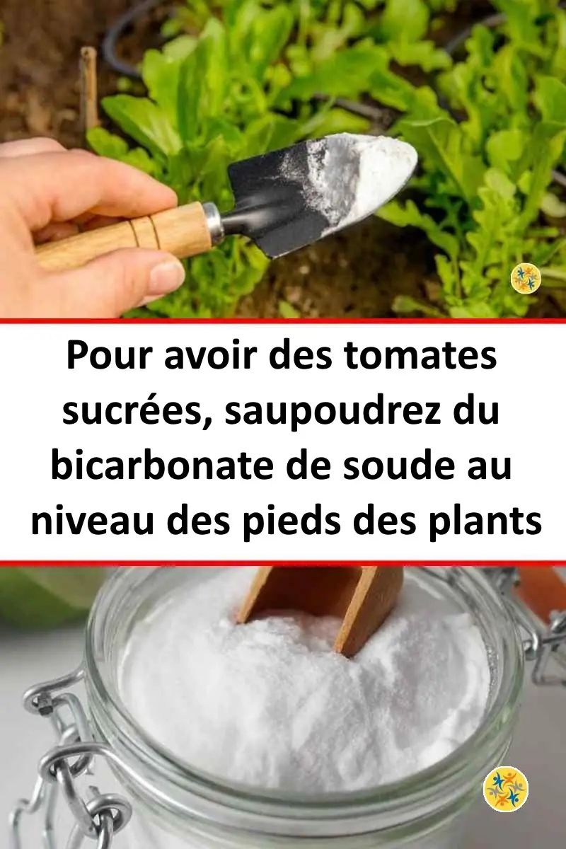 10 Utilisations du Bicarbonate de Soude Dans le Jardin