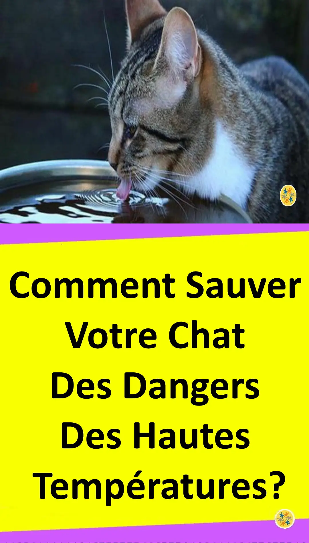 Solutions envisageables pour rafraîchir un chat 