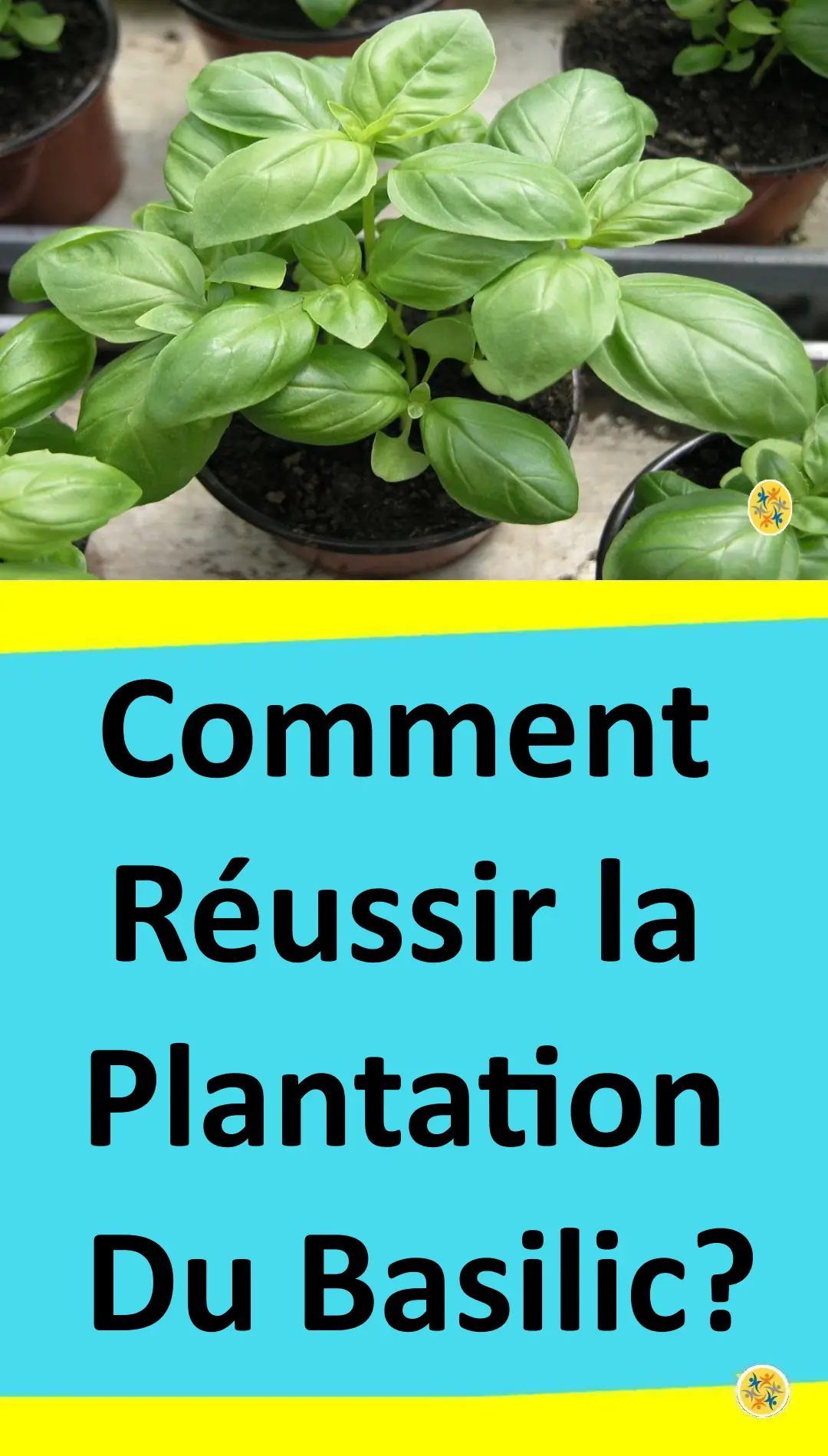 Les astuces secrètes de la culture du basilic 