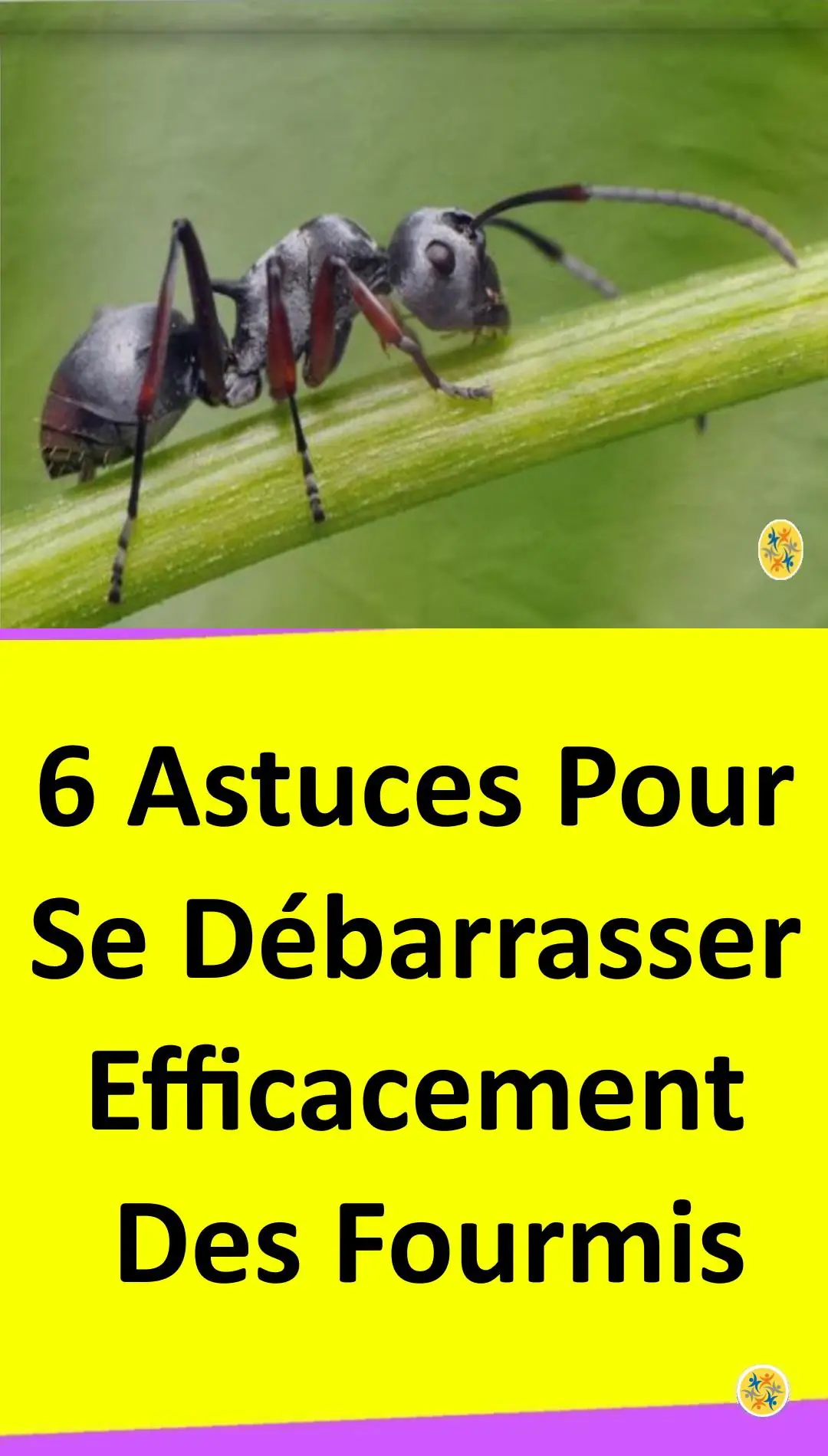 Astuces pour éliminer les fourmis 