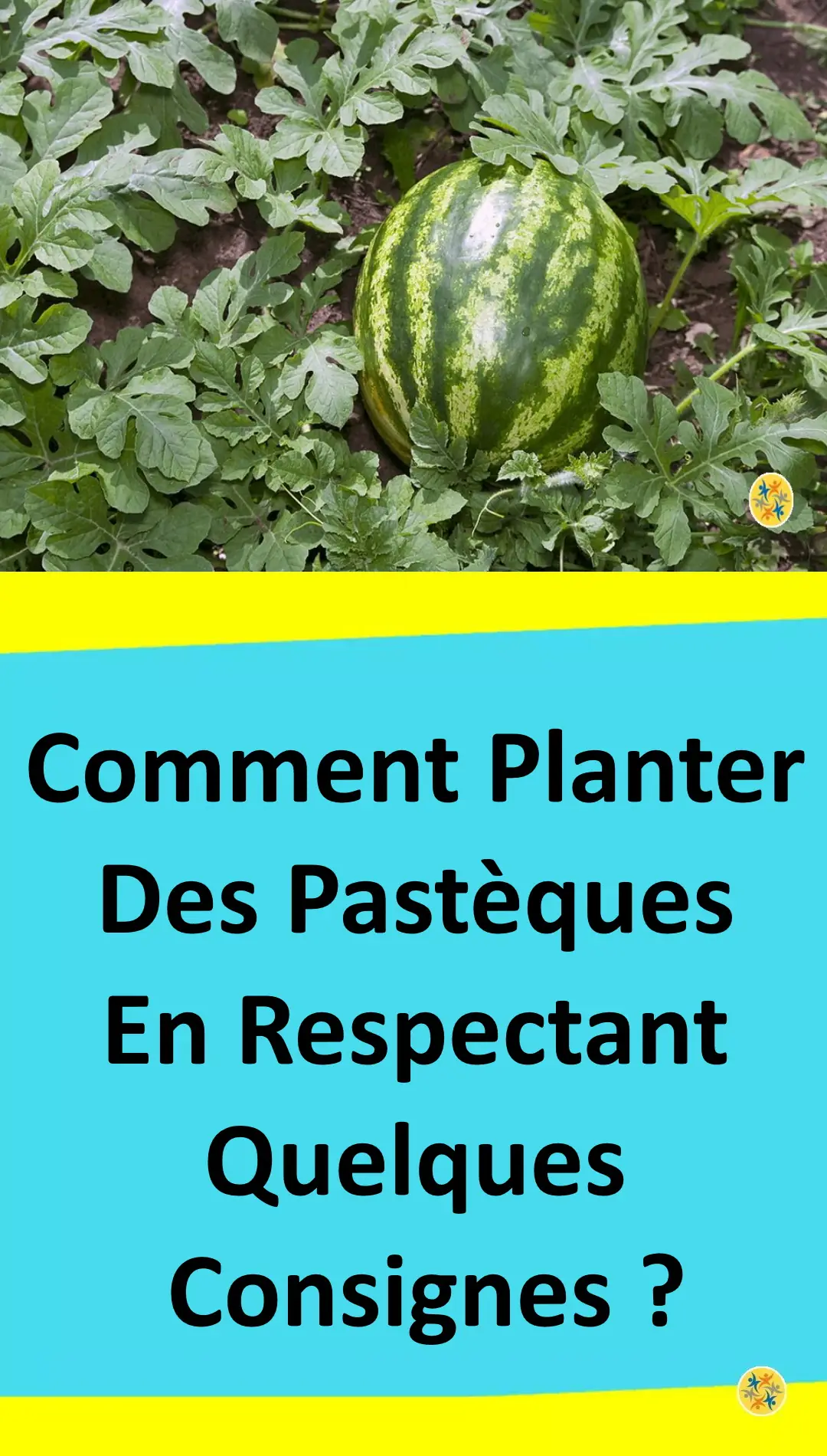 Culture facile de pastèque en plein jardin 