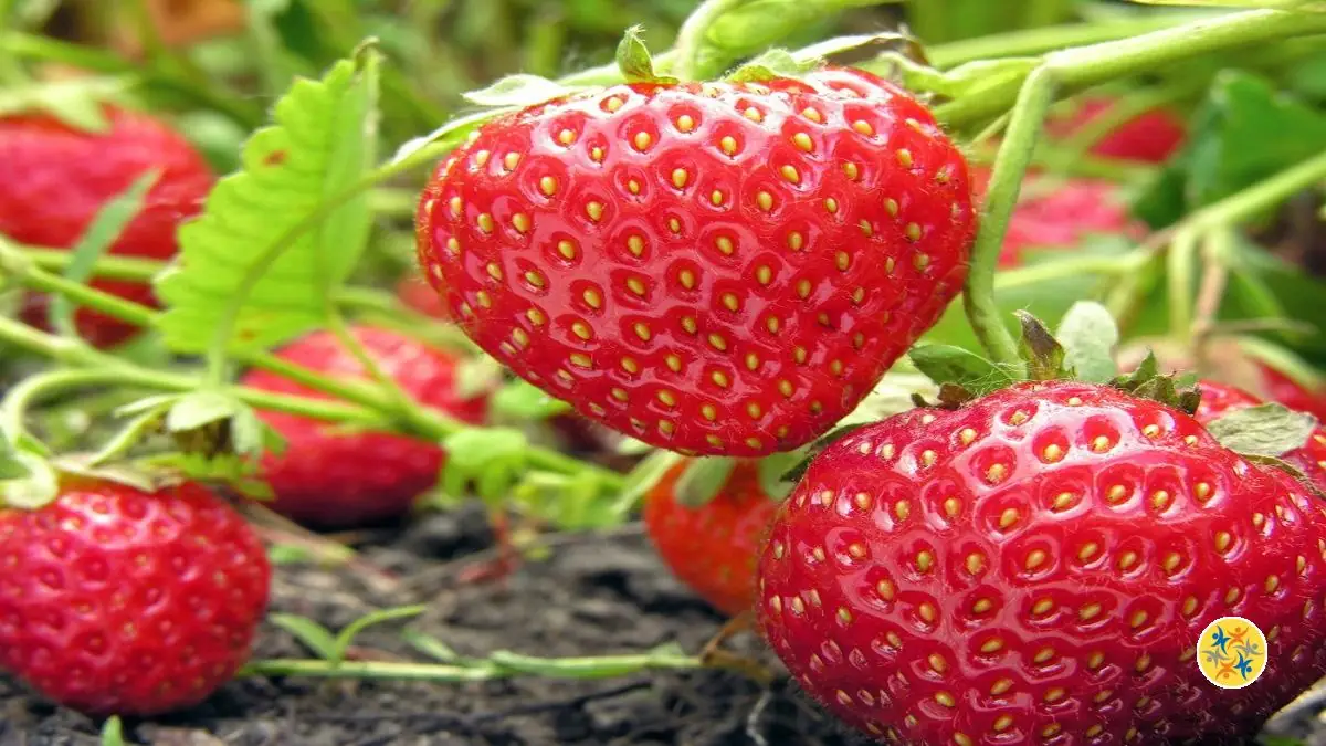 Comment arroser les fraisiers ? 