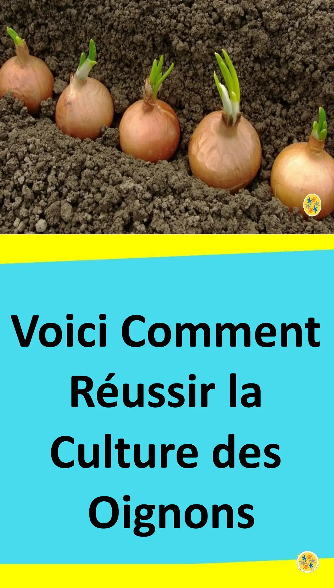 5 astuces Pour Planter les Oignons et les Bien Cultiver 