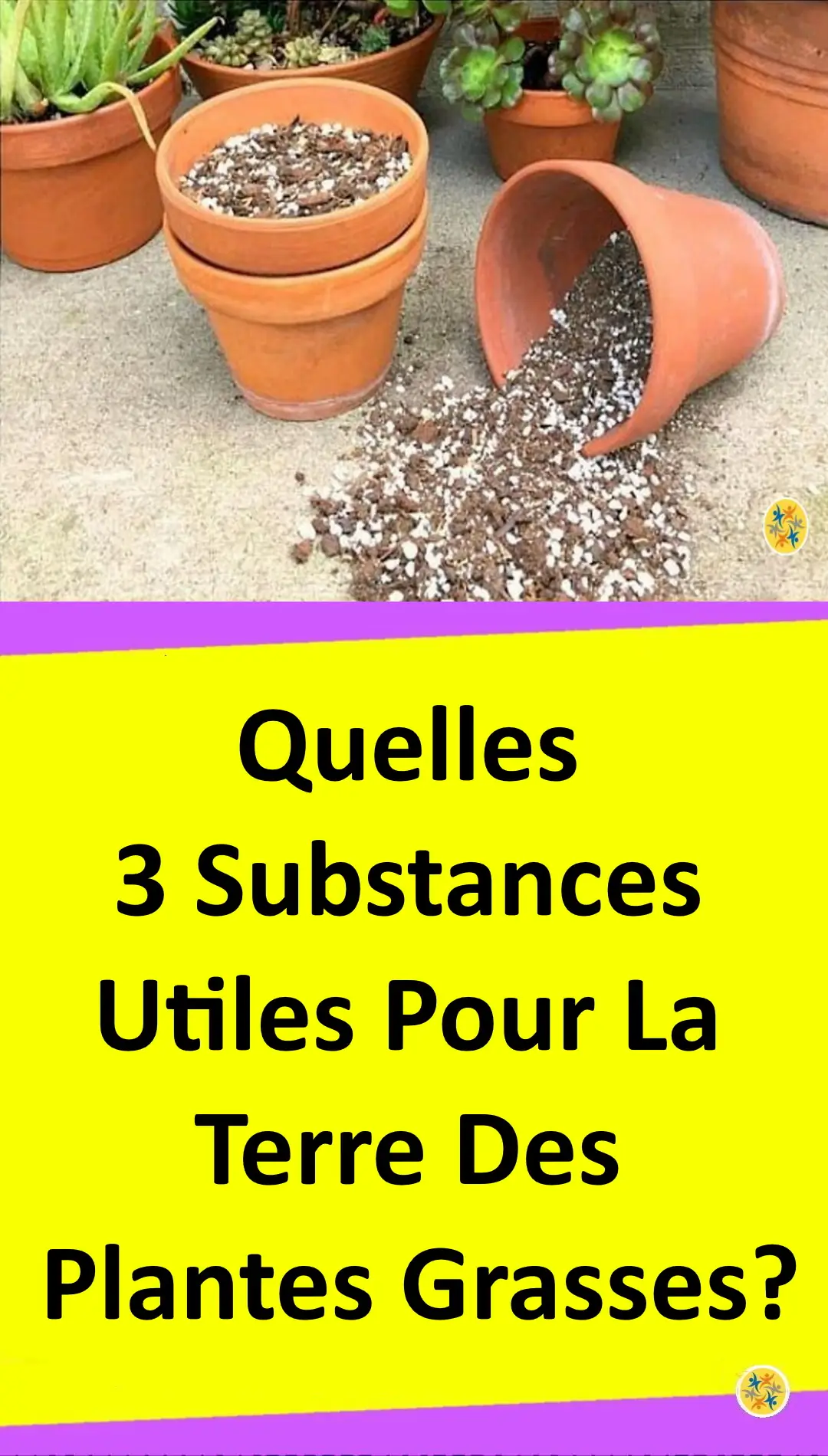 Guide de plantation de cactus et ses semblables 