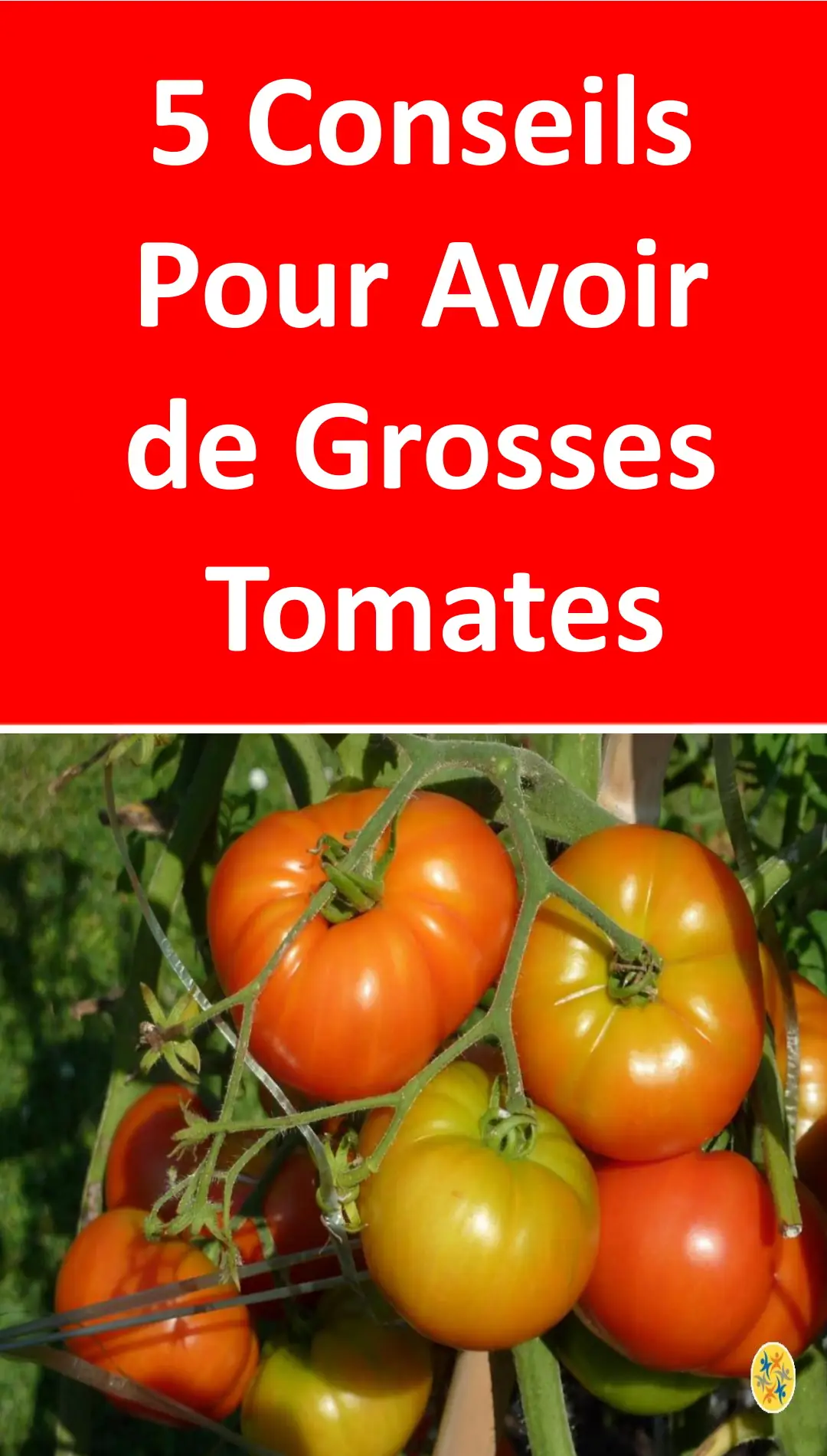 Astuces pour avoir de grosses tomates 