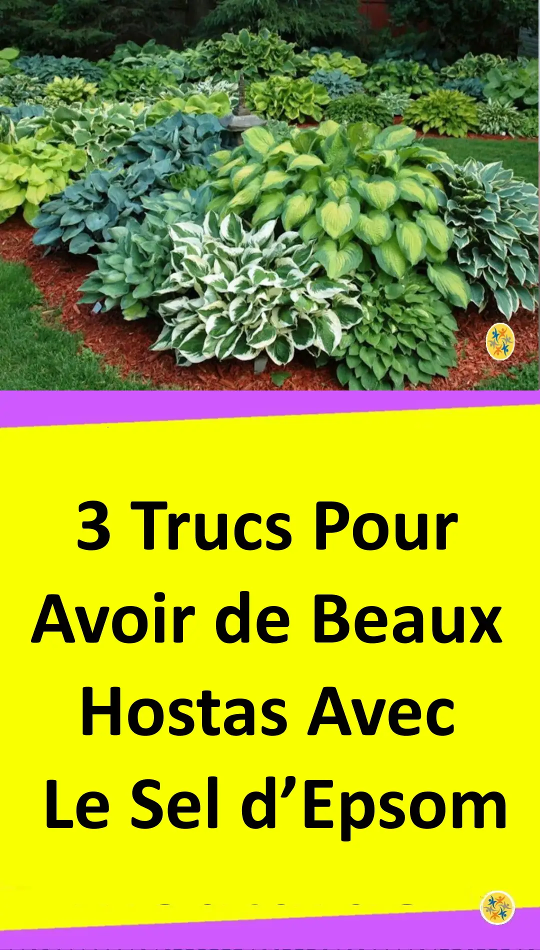 Utilisations de sel d’Epsom pour faire de beaux hostas 