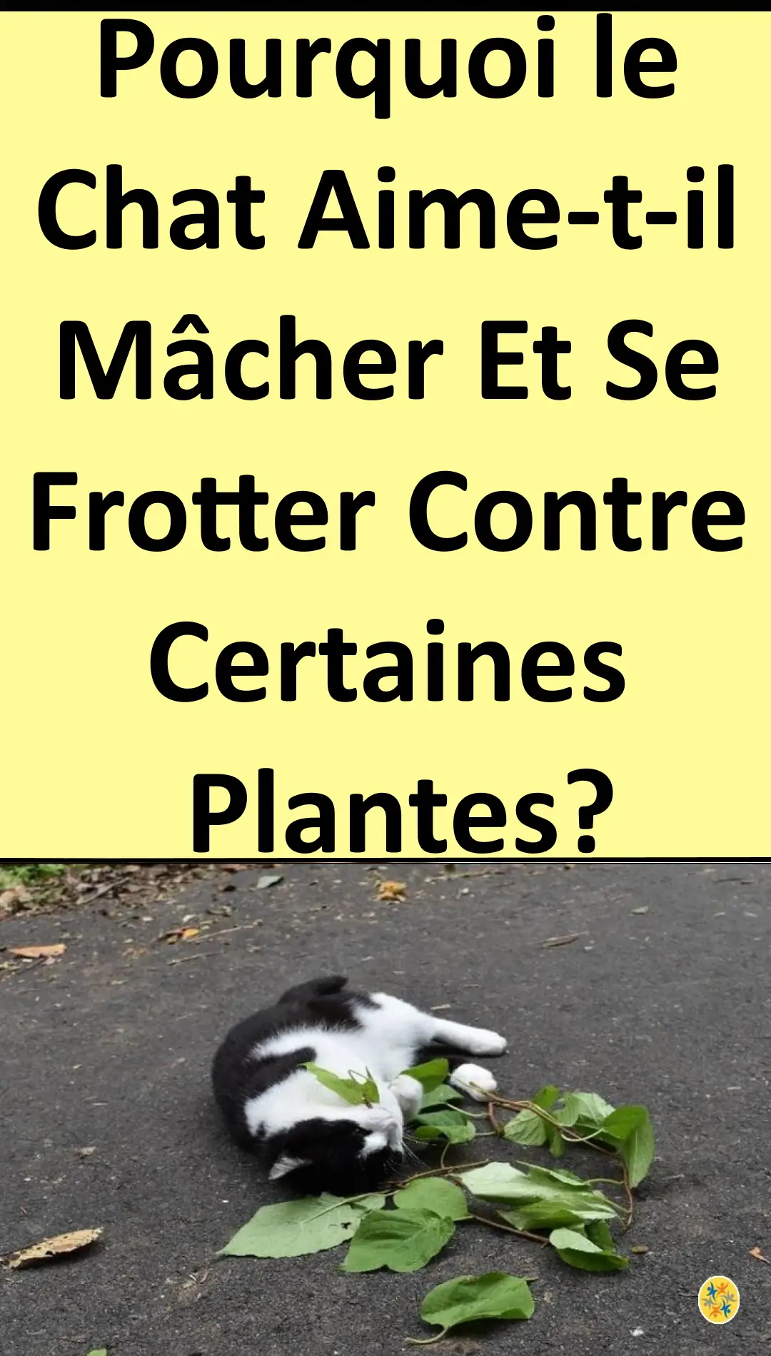 Les herbes préférées des chats et leurs intérêts 