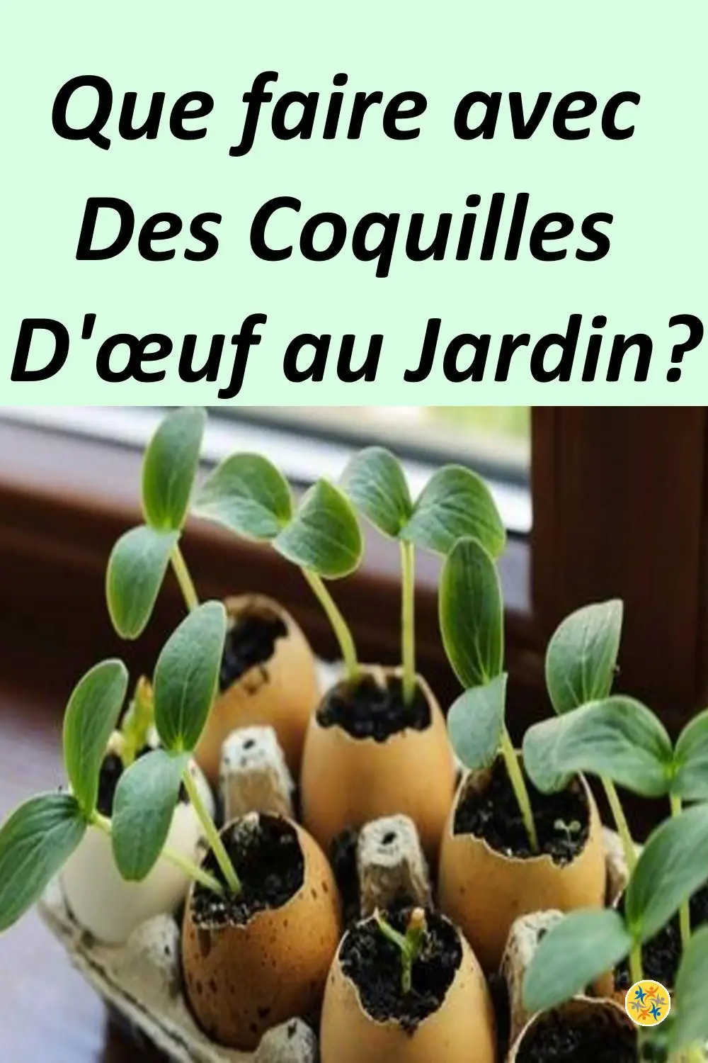 Pourquoi il ne faut pas jeter ses coquilles d'oeufs 