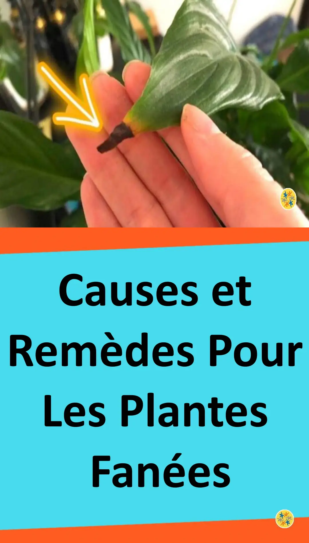 Causes et remèdes contre le flétrissement des plantes 