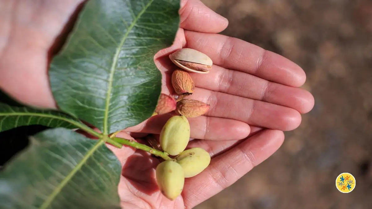Des bons gestes pour cultiver un pistachier
