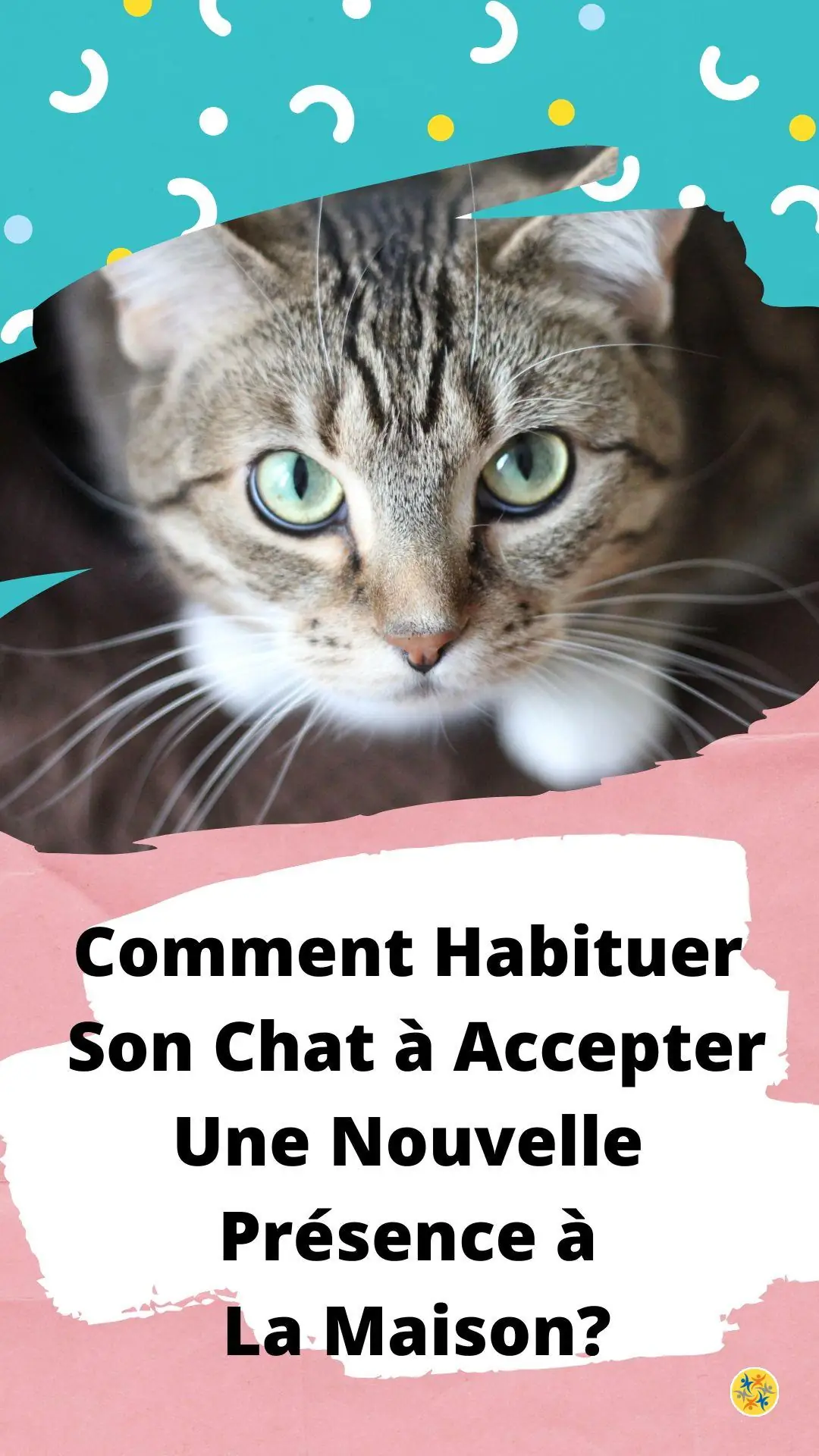 Conseils pour qu'un félin cohabite avec les autres 