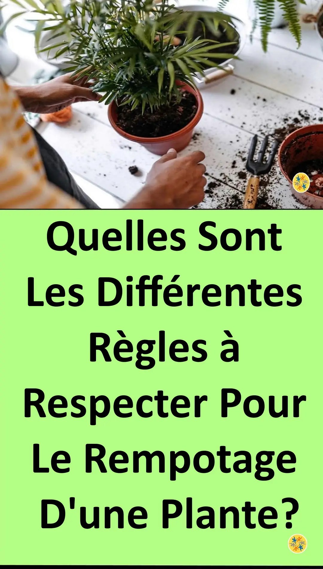 Méthode et conditions pour rempoter une plante 