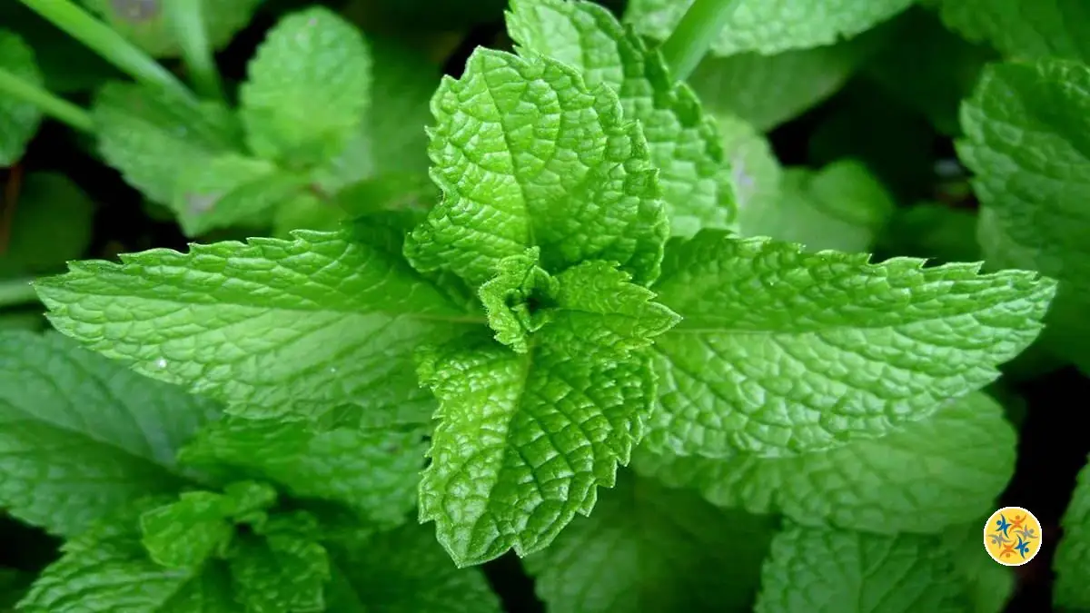 La menthe est un bon répulsif naturel contre les insectes