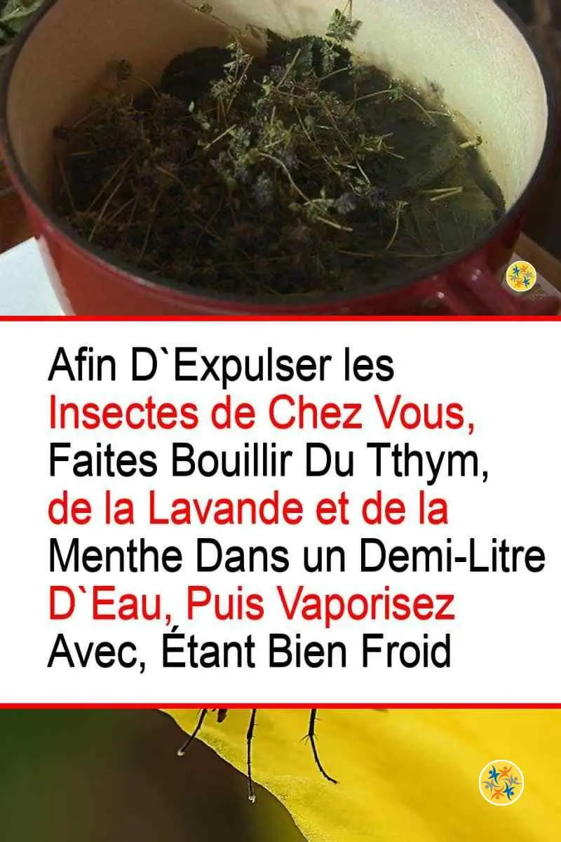 Le Remède Anti-Mouches Invincible à Seulement 3 Substances Naturelles 1