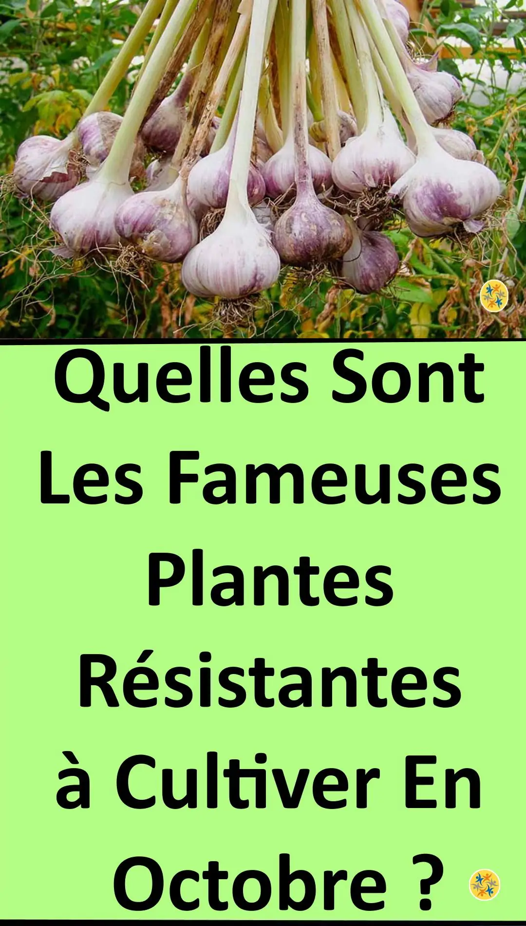 Noms de quelques légumes à planter en automne 