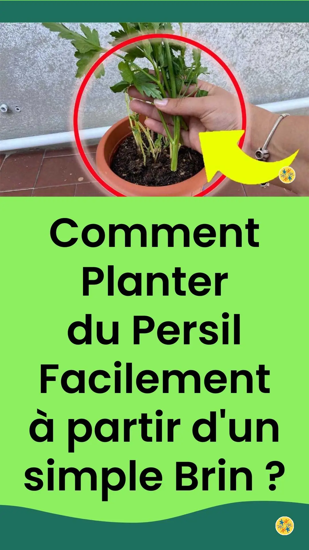 Culture astucieuse et pratique d'une plante herbacée 