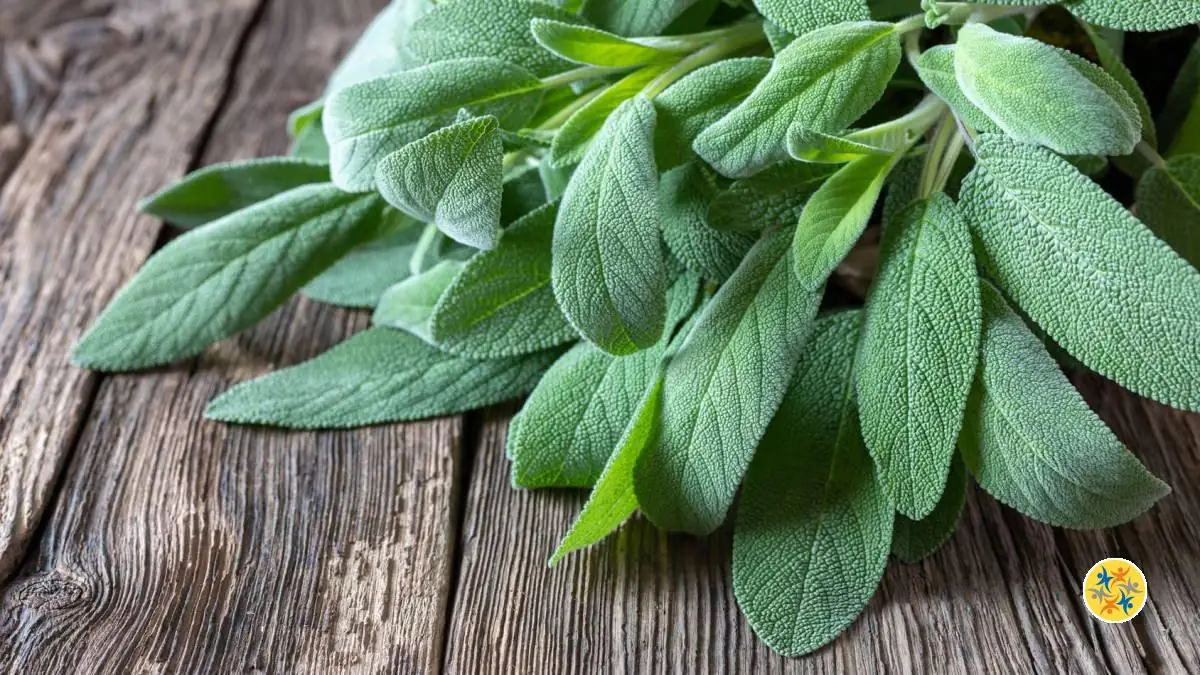 La sauge officinale est une plante anti-mouche