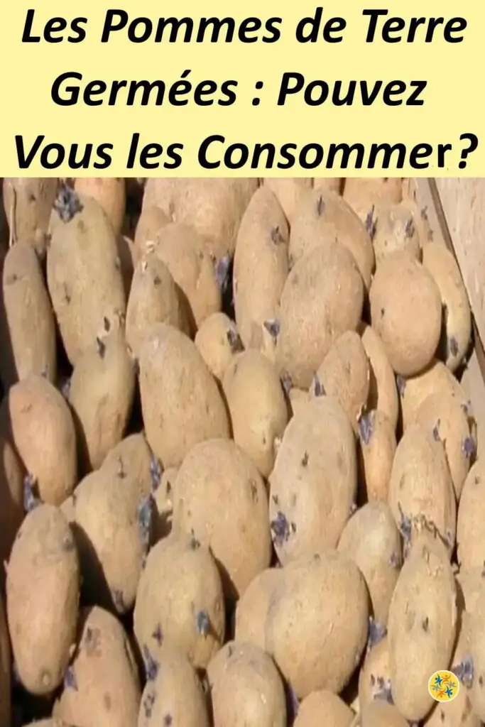 Pommes de terre germées, peut-on les manger ? 