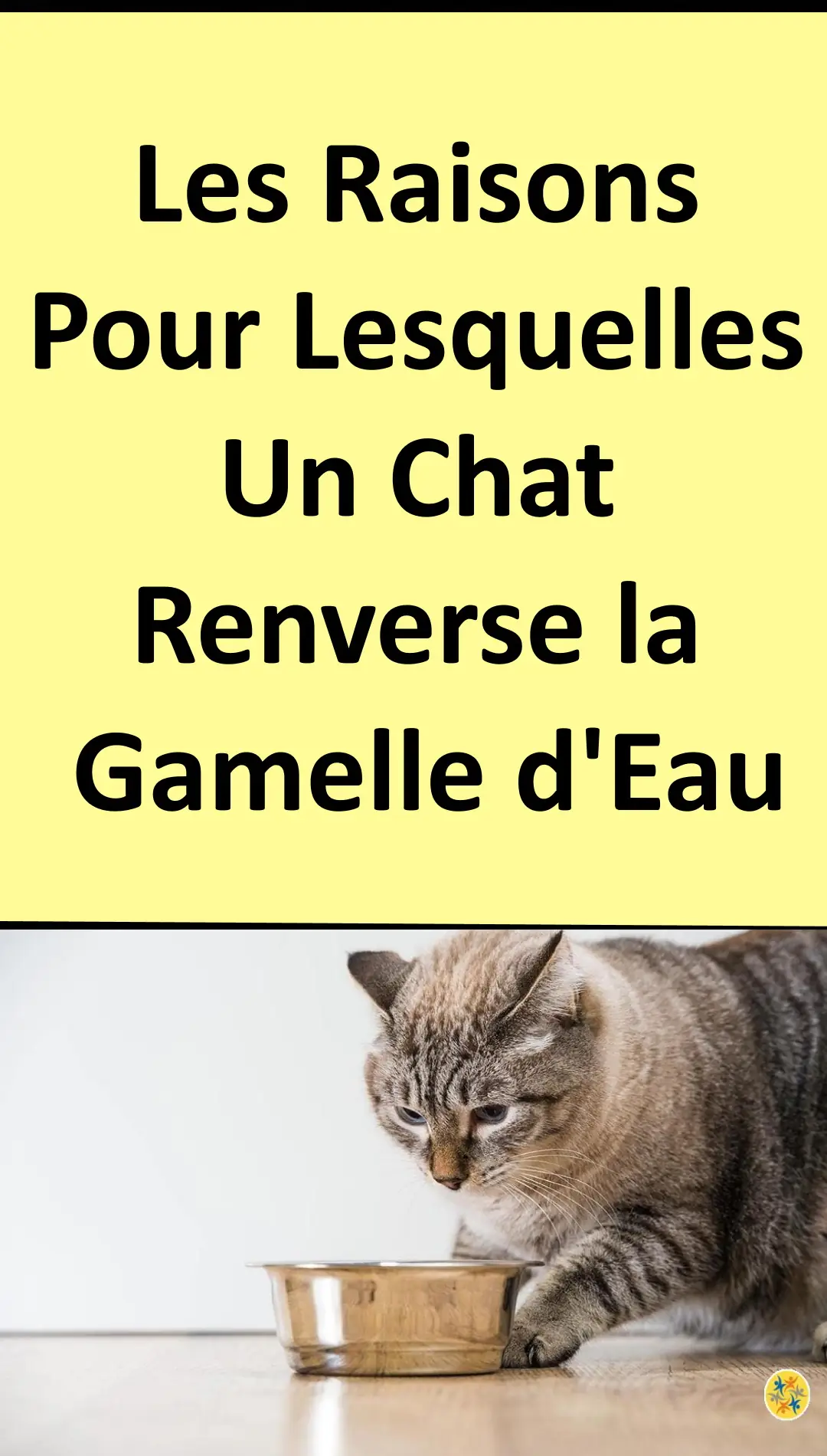 Pourquoi le chat veut renverser sa gamelle d’eau 
