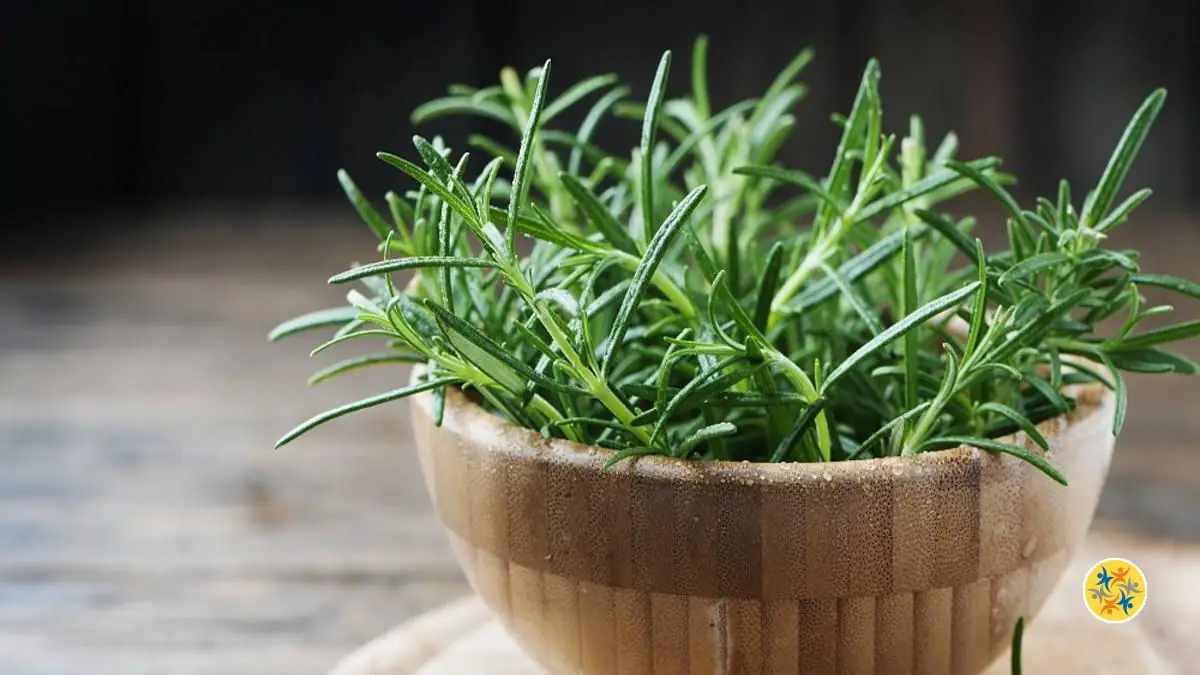Le romarin est un répulsif naturel contre les moustiques