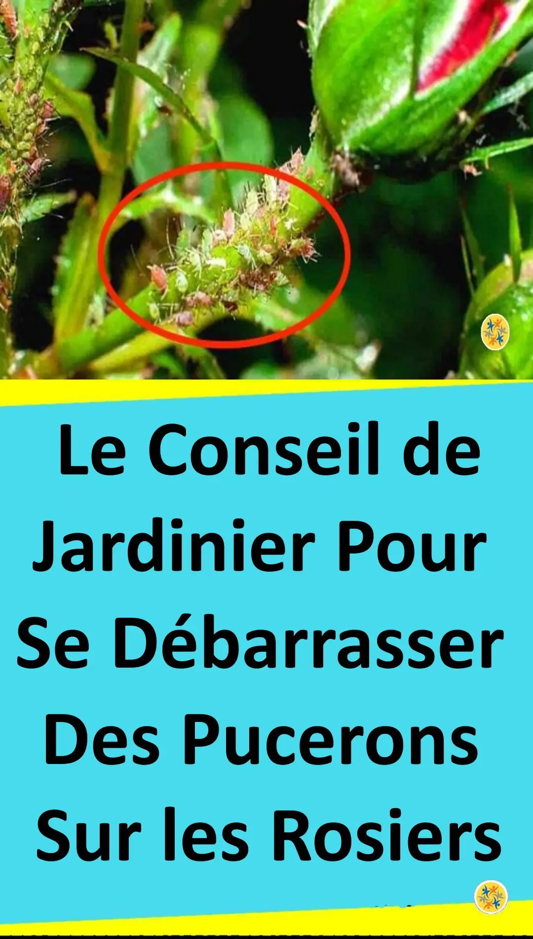 Astuce pour éliminer les pucerons sur les rosiers 