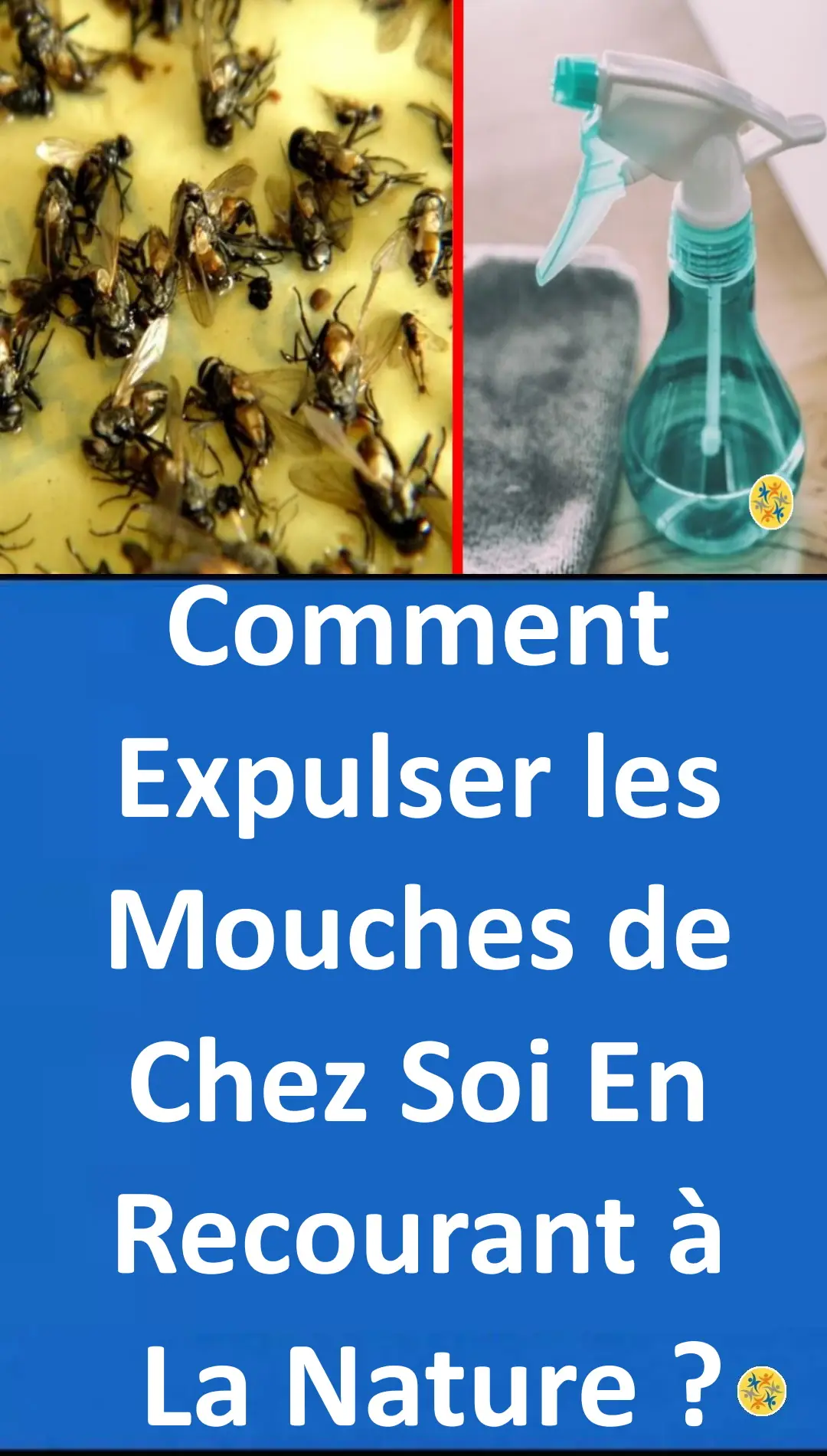 Comment Se Debarrasser Des Mouches Definitivement 5 Etapes pour se Débarrasser des Mouches Rapidement et Définitivement