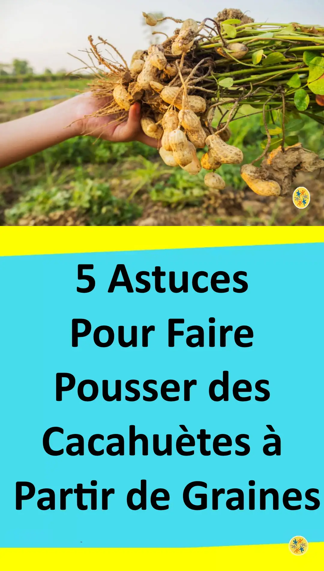 Astuces pour faire pousser les cacahuètes à partir des graines 