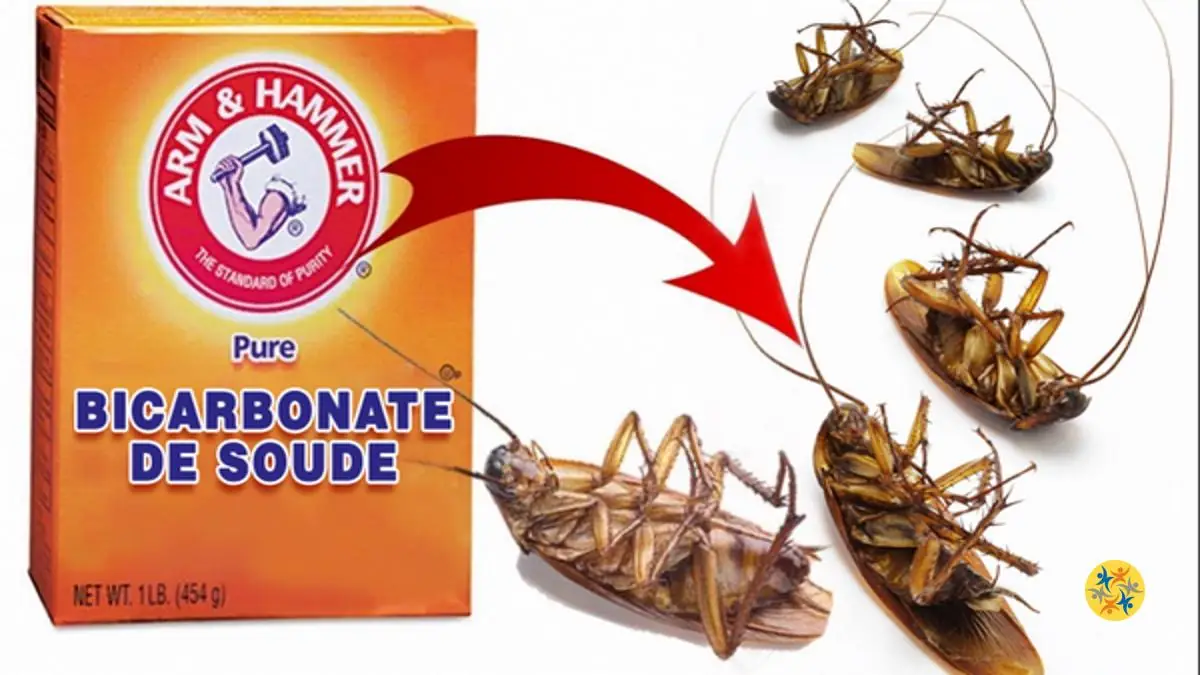 Chassez ces Parasites de chez Vous avec 6 Solutions 48 Une astuce pour tuer les insectes à l'aide de bicarbonate de soude