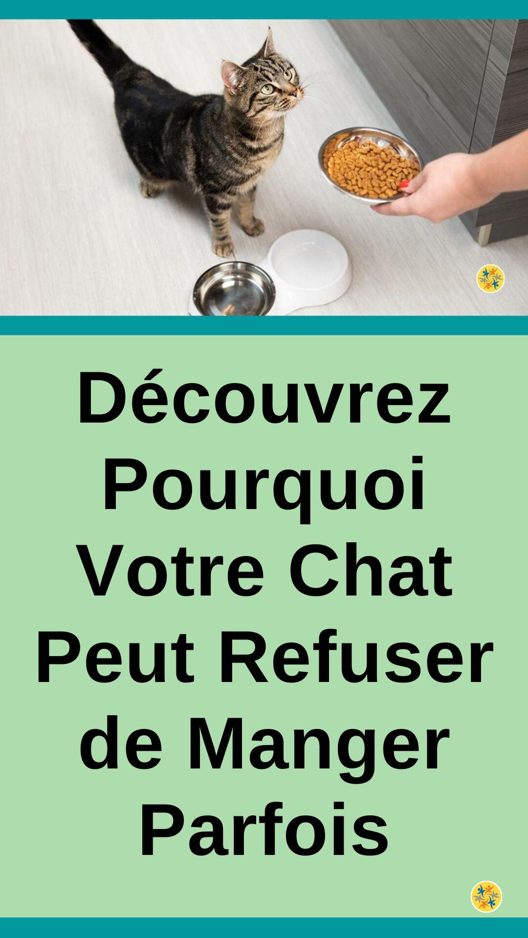 Raisons pour lesquelles les chats refusent de manger