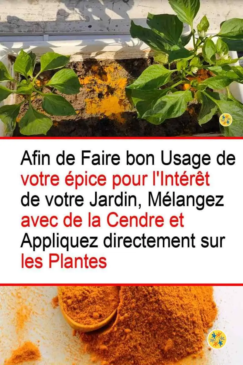 Le Curcuma et ses 3 Propriétés Bienfaitrices pour le Jardin 6 Utilisations correctes du curcuma au jardin