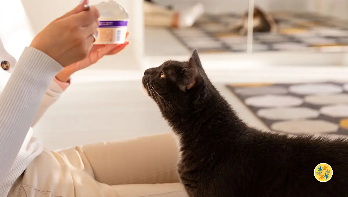 Aliments Toxiques pour les Chats : Ce qu’il Faut Éviter