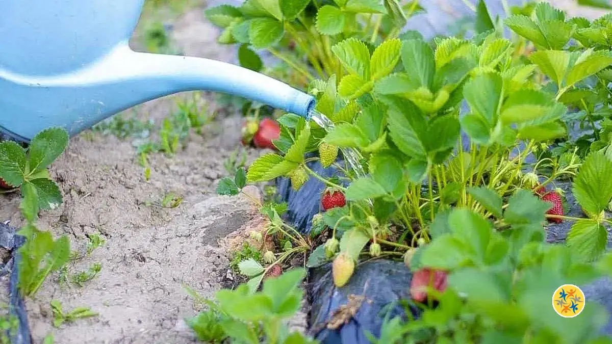 Arrosage et Entretien d’un Fraisier: Votre Guide de Jardinage