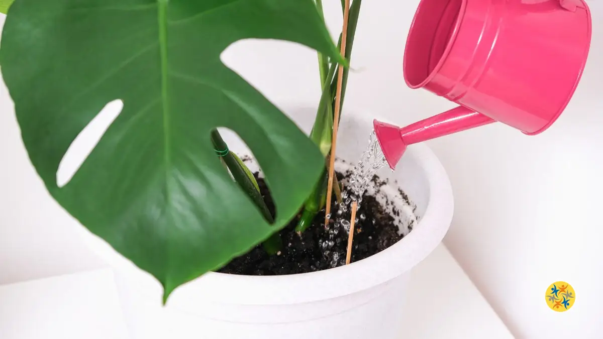 Astuce pour un Arrosage Optimal des Plantes d’Intérieur
