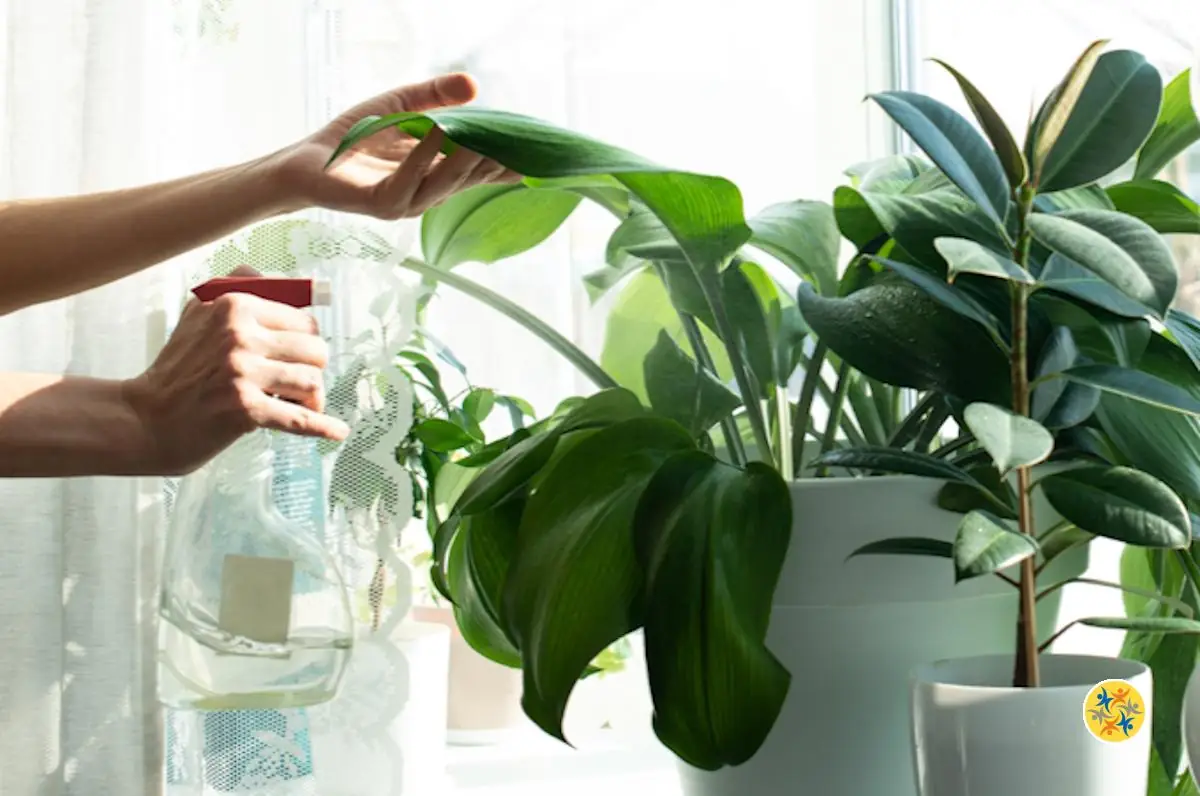 Les Bienfaits du Vinaigre pour Vos Plantes d&rsquo;Intérieur