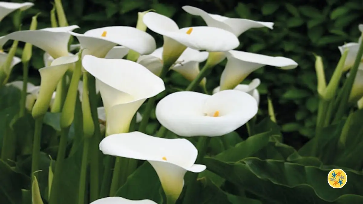 Tous les Secrets de l’Arum Blanc et les Étapes de sa Plantation