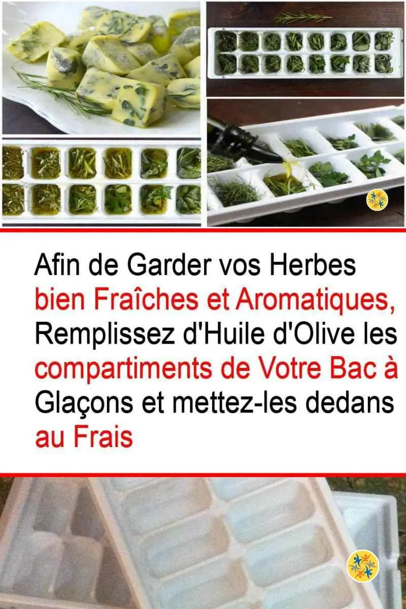 La Conservation de vos Herbes au Frais et en 4 Étapes 5 Recommandations pratiques pour congeler des herbes