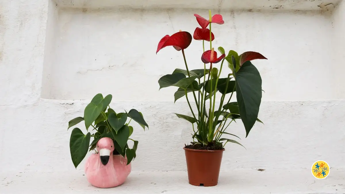 Pourquoi votre anthurium ne fleurit plus ? Causes réelles et solutions efficaces