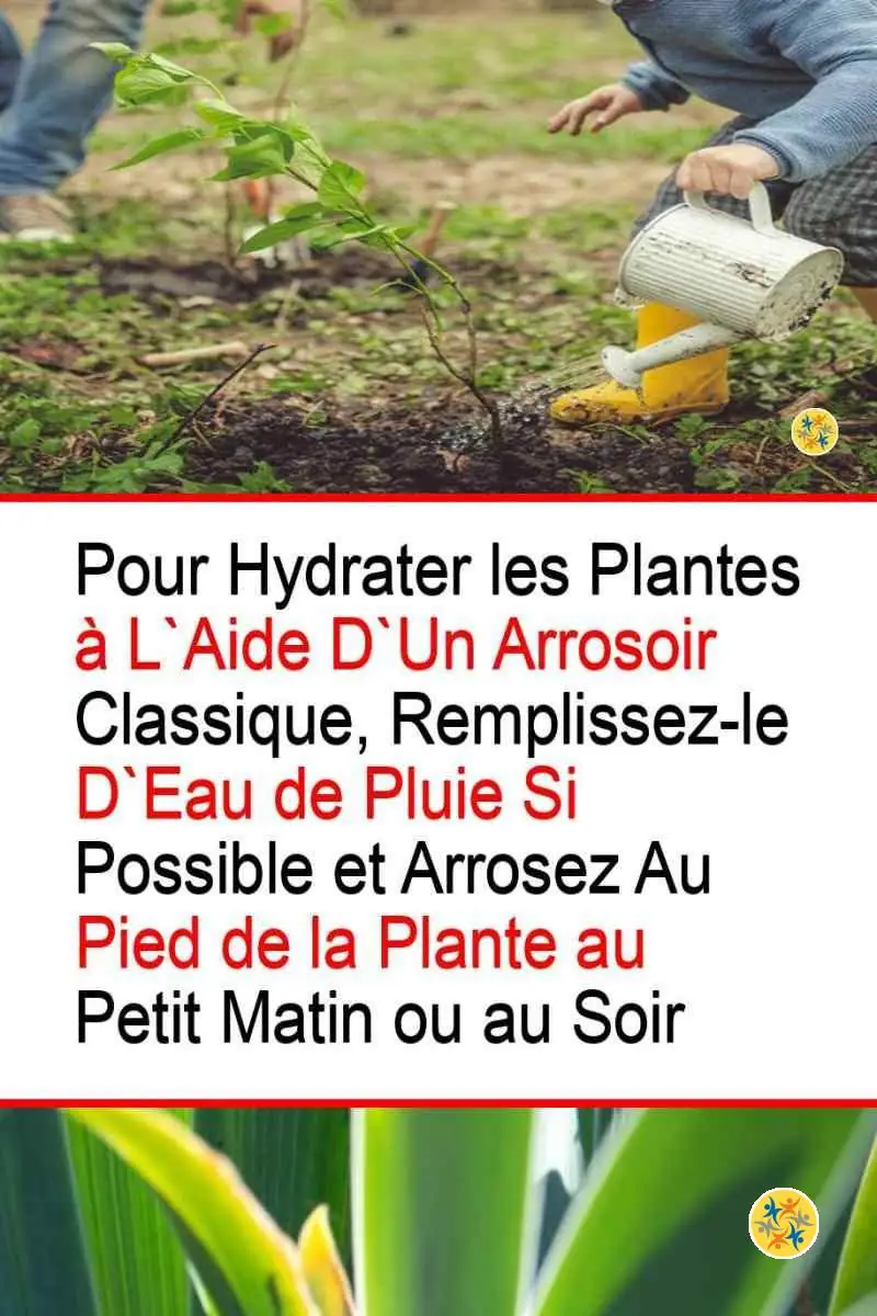 5 Techniques d'Arrosage Pratiques selon les Besoins de votre Plante 4 Mode d'arrosage l'ancienne et à l'arrosoir