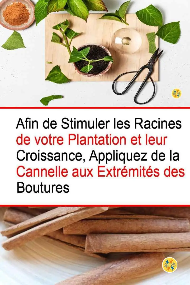 Mythe horticole: aspirine comme hormone d'enracinement - Jardinier