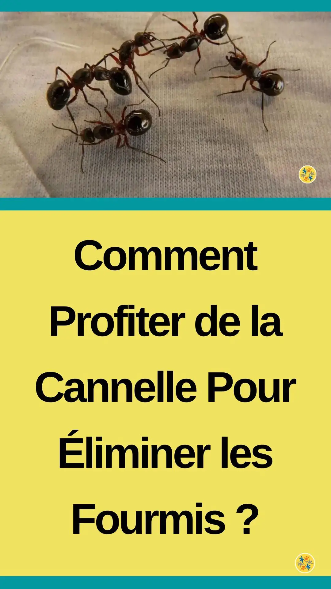 Astuce de cannelle pour se débarrasser des fourmis 