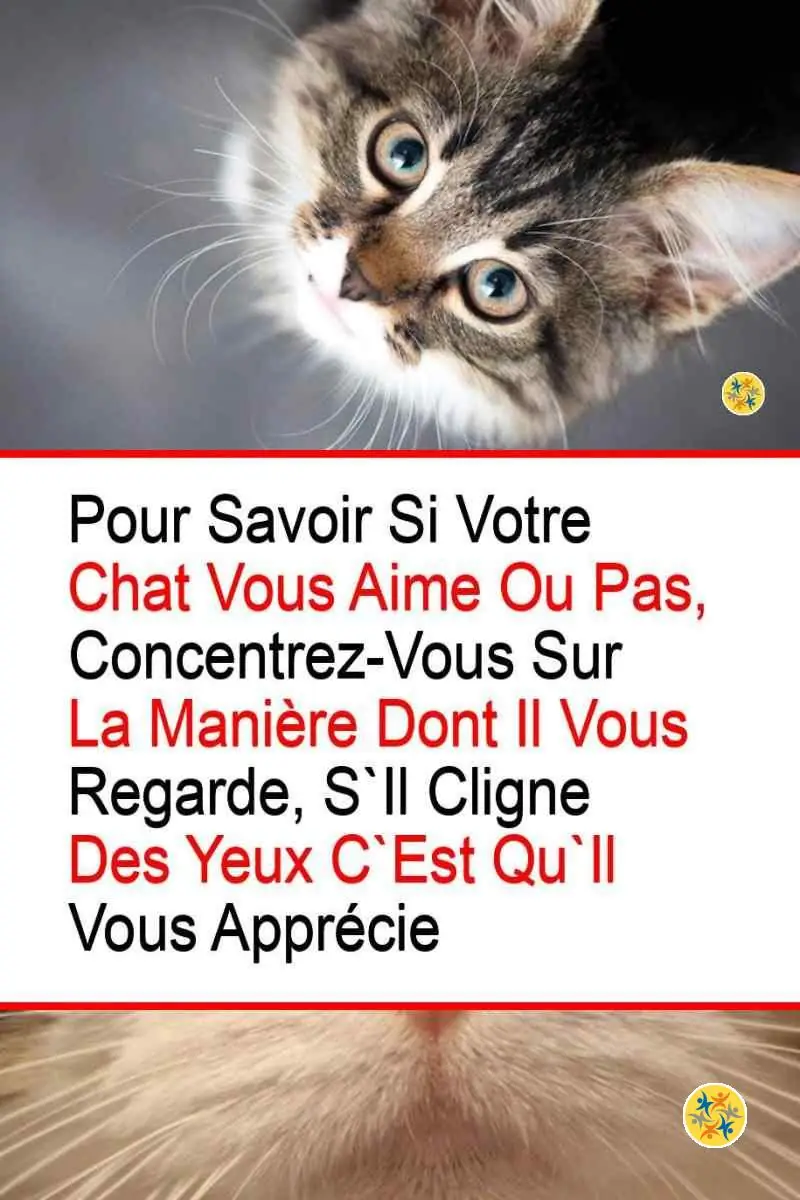 9 Gestes de votre Chat que vous ne Comprenez pas Assez et leurs Significations 8 Lien entre le regard du chat et ses sentiments envers vous