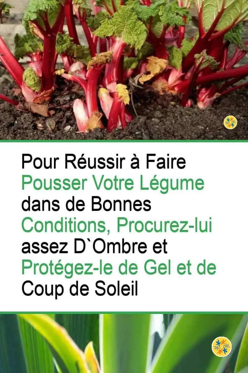 La Culture de Rhubarbe, ses Secrets et 5 Instructions pour la Réussir 8 Climat et milieu adéquats pour la pousse de rhubarbe