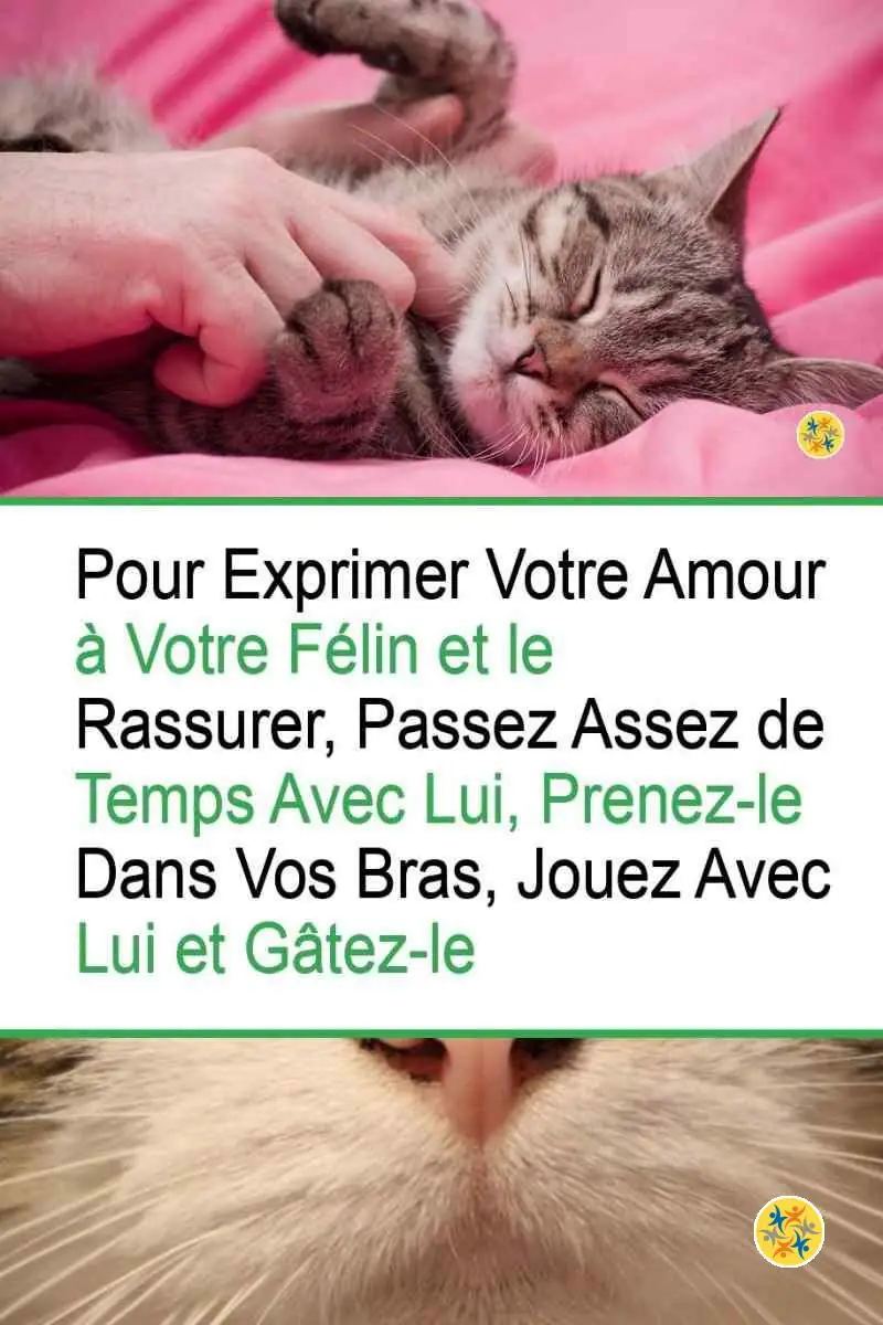Comment un Chat vous Exprime son Amour de 8 Manières Différentes? 4 Comportement à adopter pour rassurer un chat