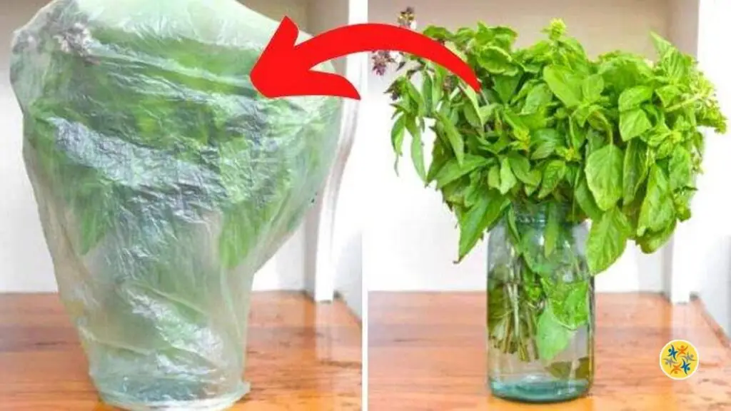 Comment conserver le basilic ?